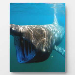 Haifischfische Tropischer Ozean Schicksal Geschenk Fotoplatte