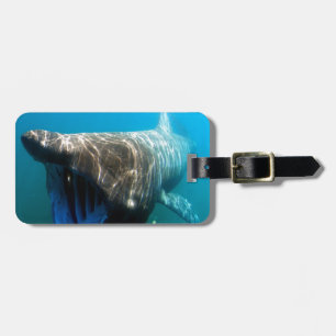 Haifischfische Tropischer Ozean Schicksal Geschenk Gepäckanhänger