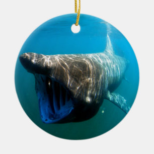 Haifischfische Tropischer Ozean Schicksal Geschenk Keramikornament