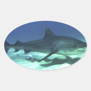 Haifischfische Tropischer Ozean Schicksal Geschenk Ovaler Aufkleber