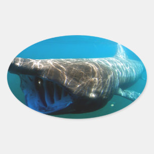 Haifischfische Tropischer Ozean Schicksal Geschenk Ovaler Aufkleber