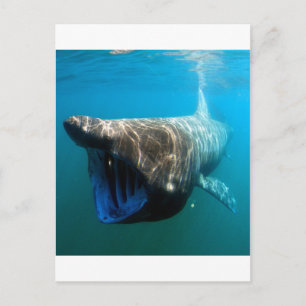 Haifischfische Tropischer Ozean Schicksal Geschenk Postkarte