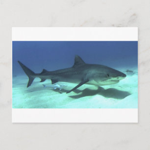 Haifischfische Tropischer Ozean Schicksal Geschenk Postkarte
