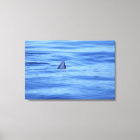 Haifischschwimmen im Meer