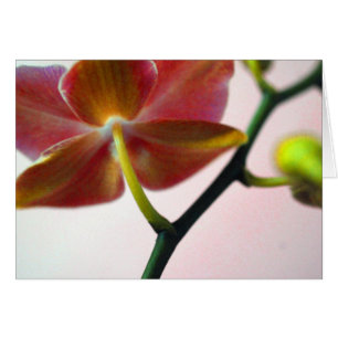 Haiku-Orchidee
