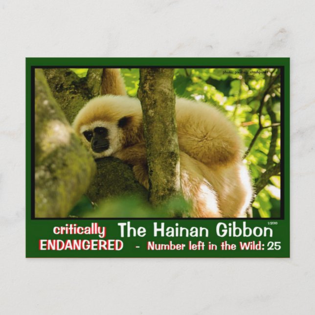Hainan Gibbon ist gefährdet: < 25 verlassen Postkarte (Vorderseite)