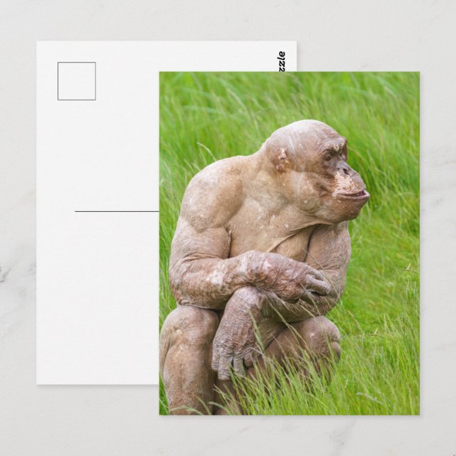 Hairless Chimpanze Postkarte (Vorne/Hinten)