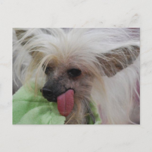 Hairless Chinese Crested Hund Postcard Postkarte (Vorderseite)