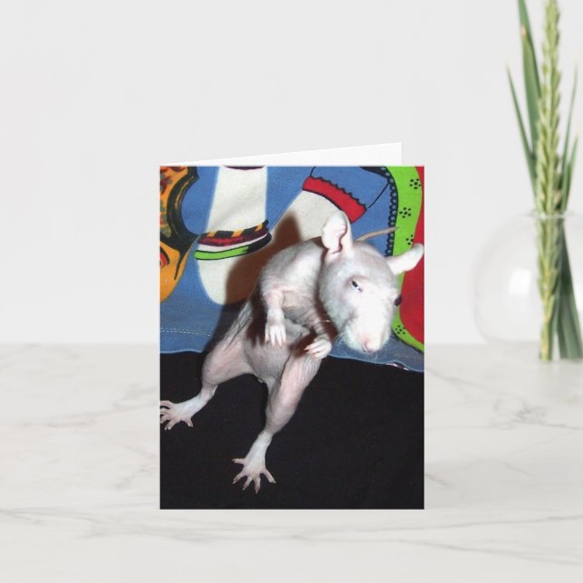 Hairless Pet Rat Note Card Karte (Vorderseite)