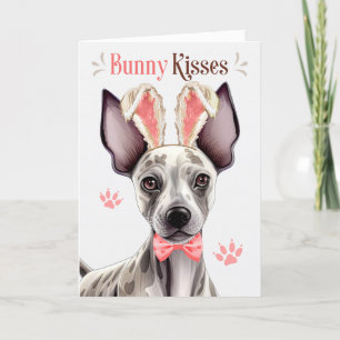 Hairless Terrier Dog im sonnigen Ohr für Ostern Feiertagskarte