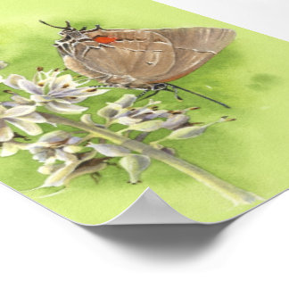 Hairstreak butterly print poster