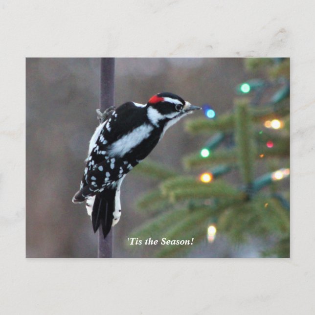 Hairy Woodpecker zu Weihnachten Postkarte (Vorderseite)