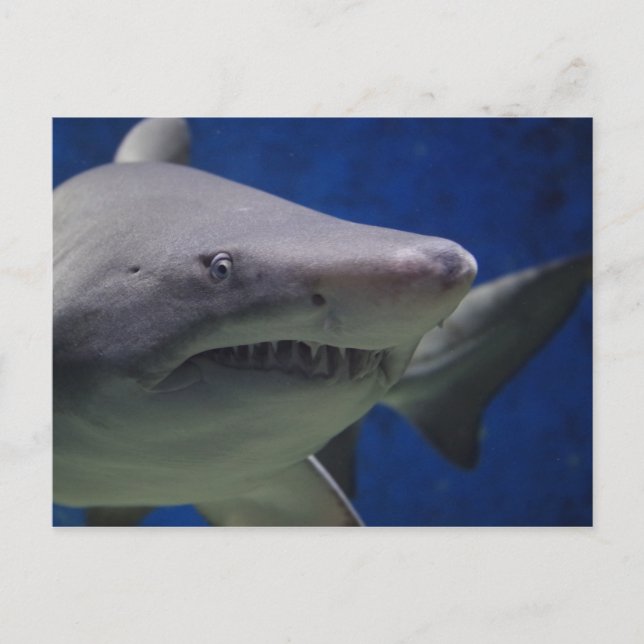 Haistau, Haifischschwimmen, Gesichtsverschluss Postkarte (Vorderseite)