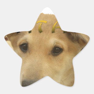 "Hakuna Matata Pup" - Worry-free Puppy Liebe Stern-Aufkleber