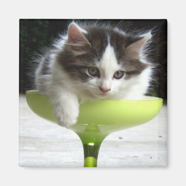Halb Vollständig (Kitten) Magnet (Vorne)