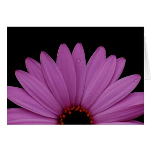 Halbes Gänseblümchen