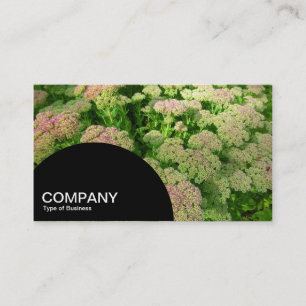 Halbkreisförmiges Panel - Sedum Herbst Glory Visitenkarte