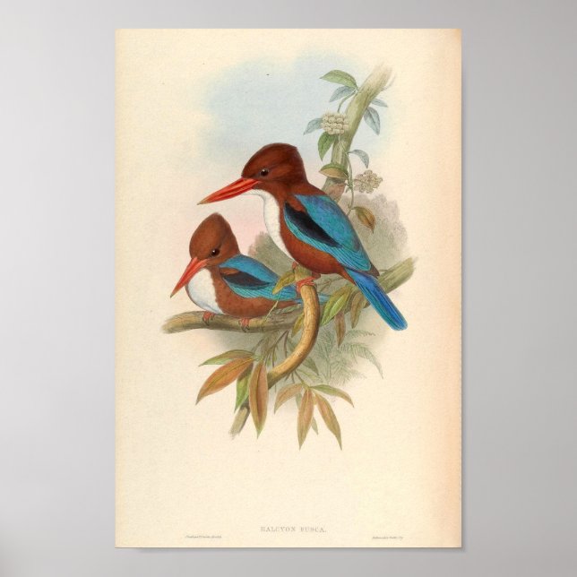 Halcyon Fusca White Throated Kingfisher Poster (Vorne)