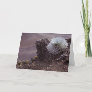 Haleakala Silversword Karte
