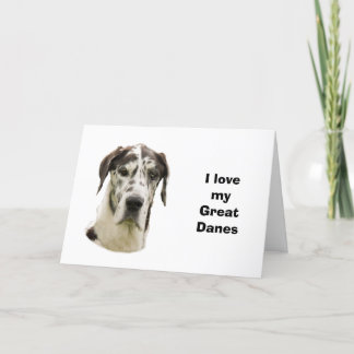 Halequin Great Dane Portrait Foto Karte