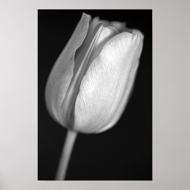 Halftone Tulip Poster (Vorne)