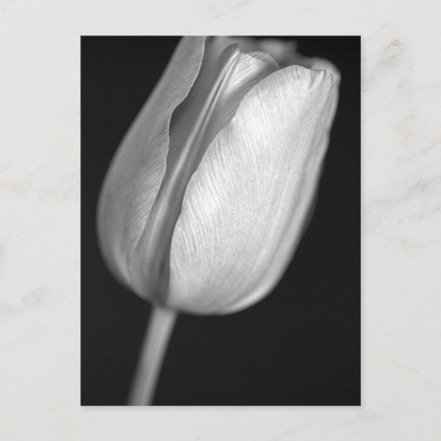 Halftone Tulip Postkarte (Vorderseite)