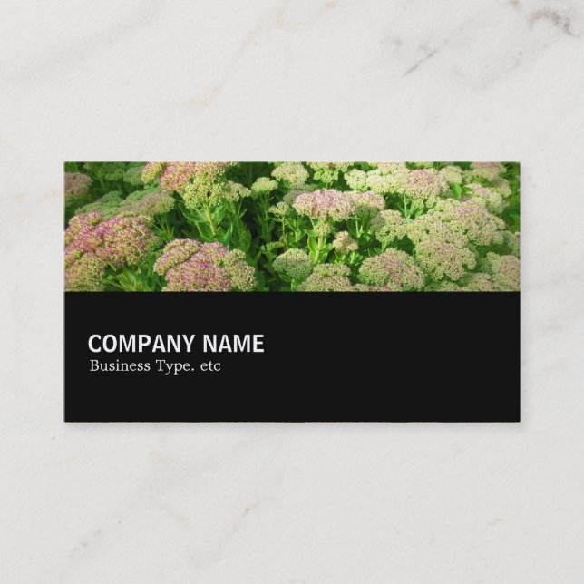 Halfway 078 - Sedum "Herbstfreude" Visitenkarte (Vorderseite)