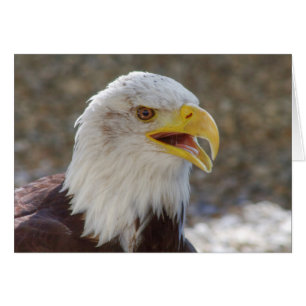 Haliaeetus leucocephalus