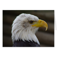 Haliaeetus leucocephalus
