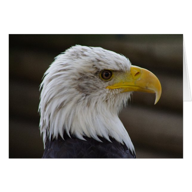 Haliaeetus leucocephalus (Devant horizontal)