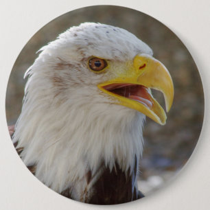 Haliäetus leucocephalus button