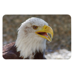 Haliäetus leucocephalus magnet