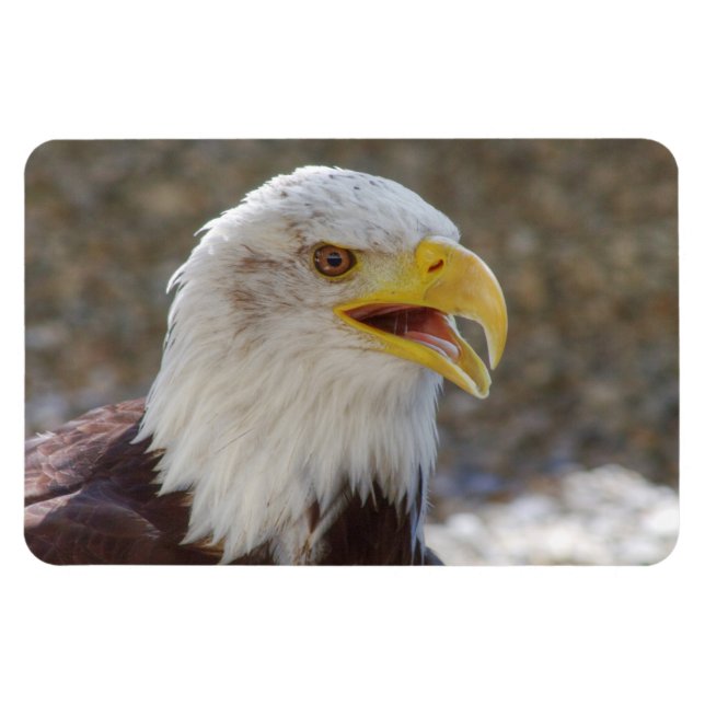 Haliäetus leucocephalus magnet (Horizontal)