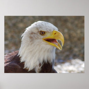 Haliäetus leucocephalus poster