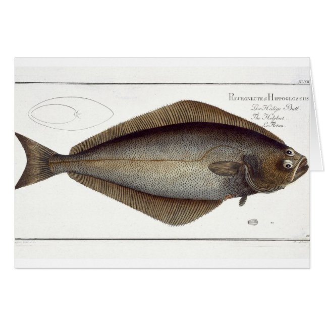 Halibut (Pleuronectes Hippoglossus) Platte XLVII f (Vorderseite (Horizontal))