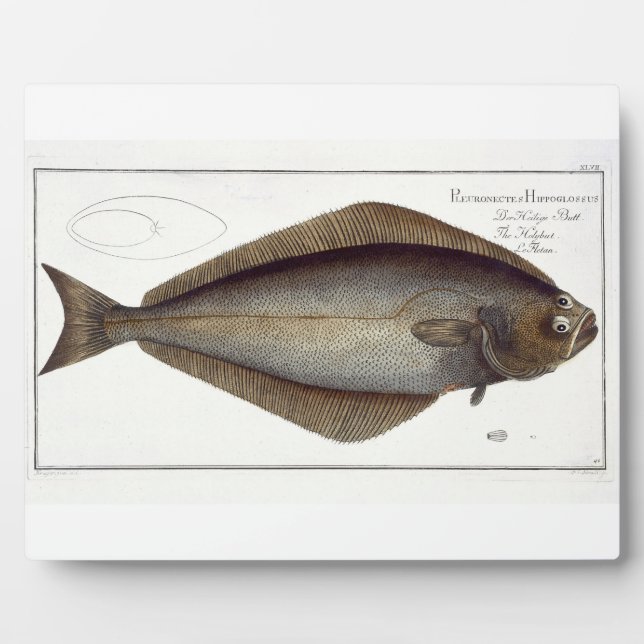 Halibut (Pleuronectes Hippoglossus) Platte XLVII f Fotoplatte (Vorderseite)