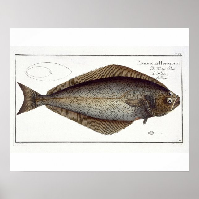 Halibut (Pleuronectes Hippoglossus) Platte XLVII f Poster (Vorne)