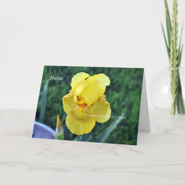 "Halito" Choctaw Iris Grußkarte Karte (Vorderseite)