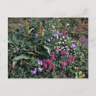 Hall Island Wildblumen, Lousewort, Jacobs ladder Postkarte