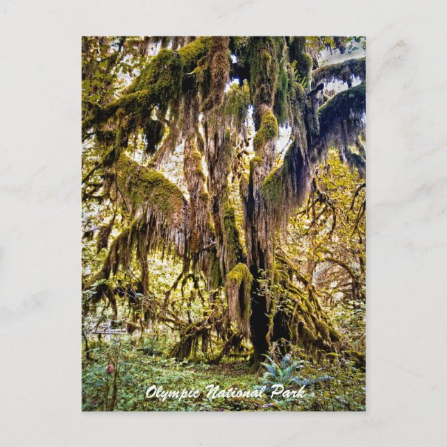Hall of Mosses Trail, Olympischer Nationalpark Postkarte (Vorderseite)
