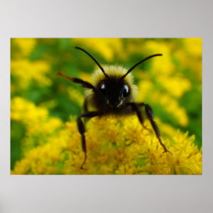 Hallo an die Öffentlichkeit Poster