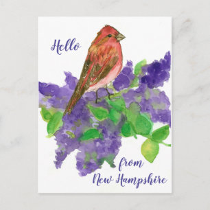 Hallo aus New Hampshire Lila Finch Postkarte