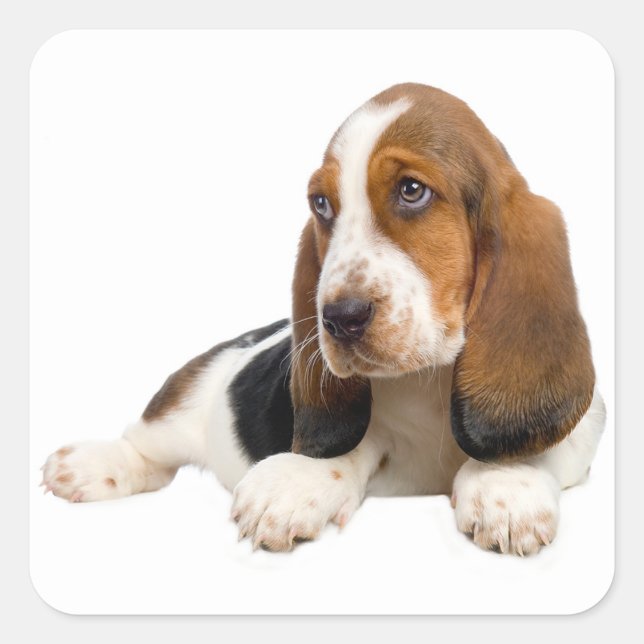 Hallo Basset Hound Welpe Hund Sticker / Label (Vorderseite)