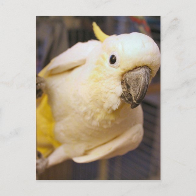 Hallo Bella Postkarte (Vorderseite)