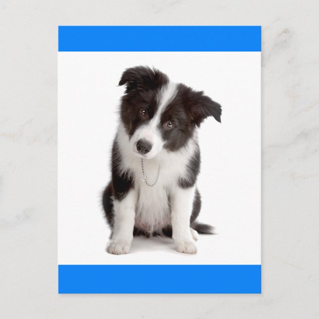 Hallo Border Collie Puppy Dog Grußkarte Postkarte (Vorderseite)