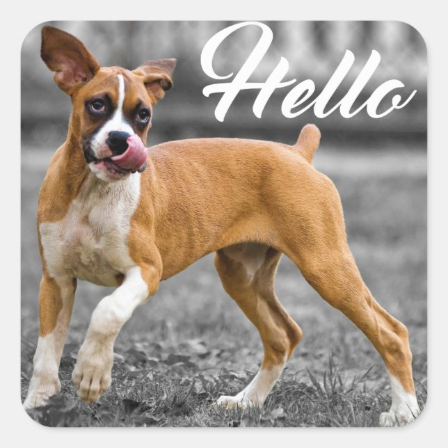 Hallo Boxer Puppy Dog Gruß Quadratischer Aufkleber (Vorderseite)