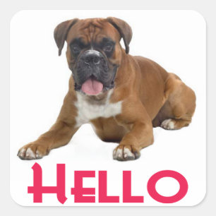 Hallo Boxer Puppy Dog Grußaufkleber Quadratischer Aufkleber