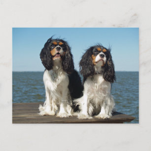 Hallo Cavalier King Charles Spaniel Welpe Hund Postkarte