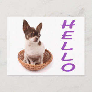 Hallo Chihuahua Welpen-Hund Postkarte