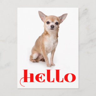 Hallo Chihuahua Welpen Hund Postkarte